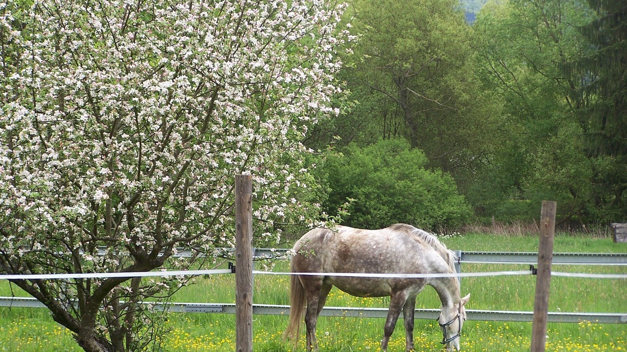 Photo of Outdoor in Ban-de-Laveline