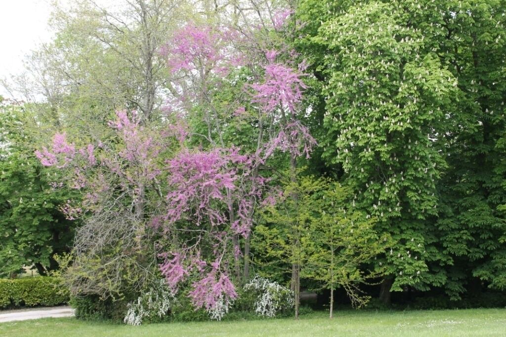 Photo of Outdoor in Saint-Gervais-la-Foret