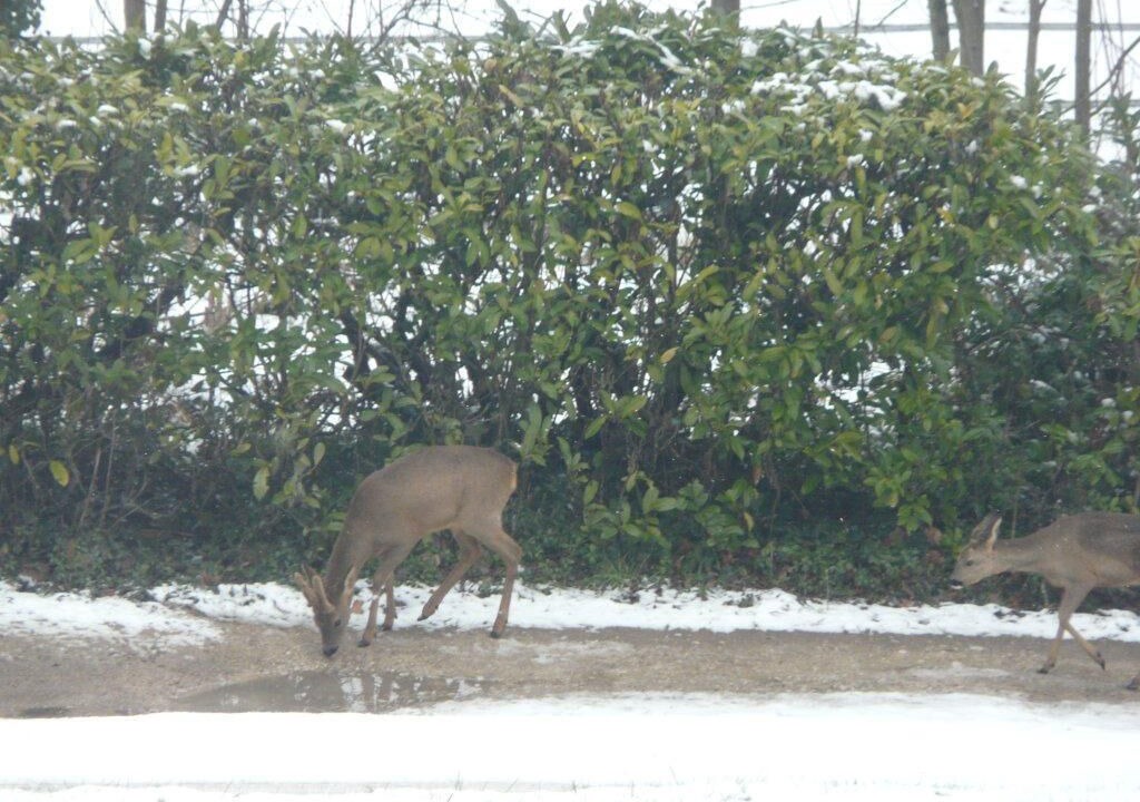 Photo of Outdoor in Saint-Gervais-la-Foret