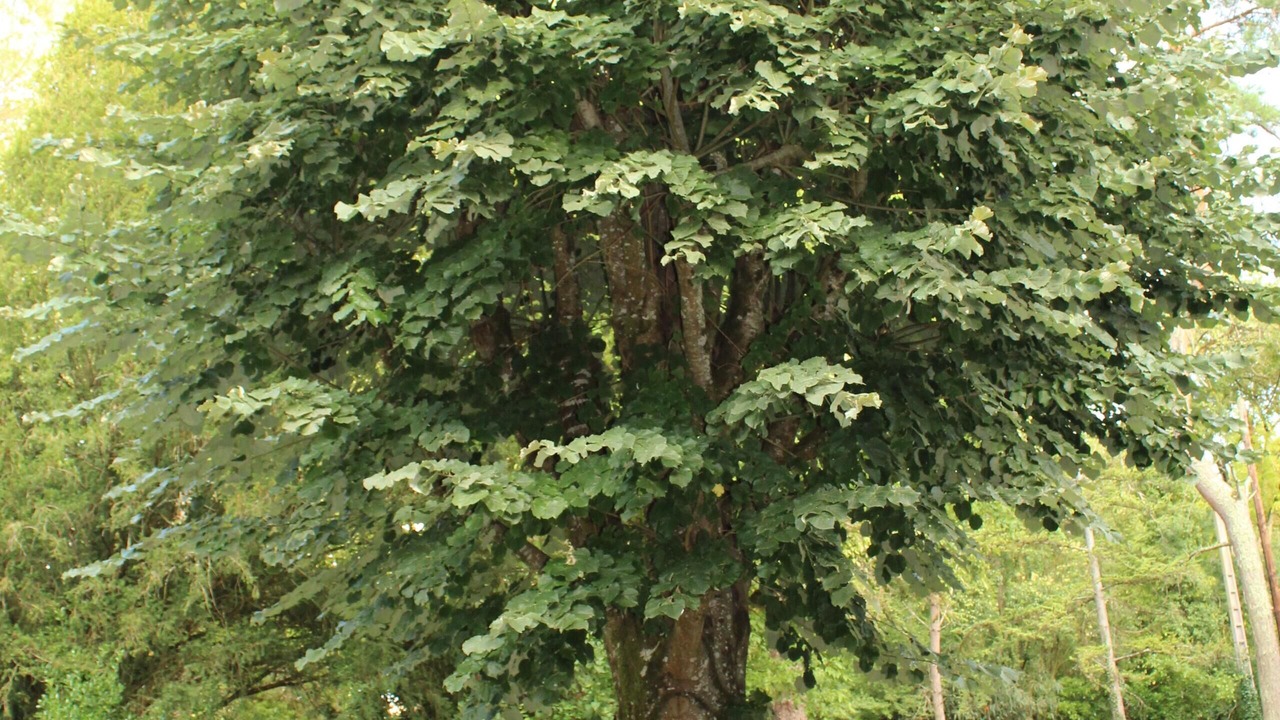 Photo of Outdoor in Lussan