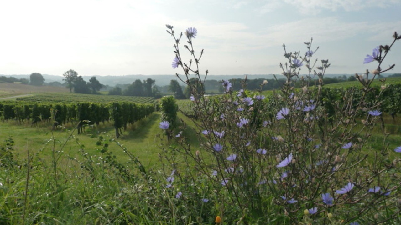 Photo of Others in Saint-Lanne