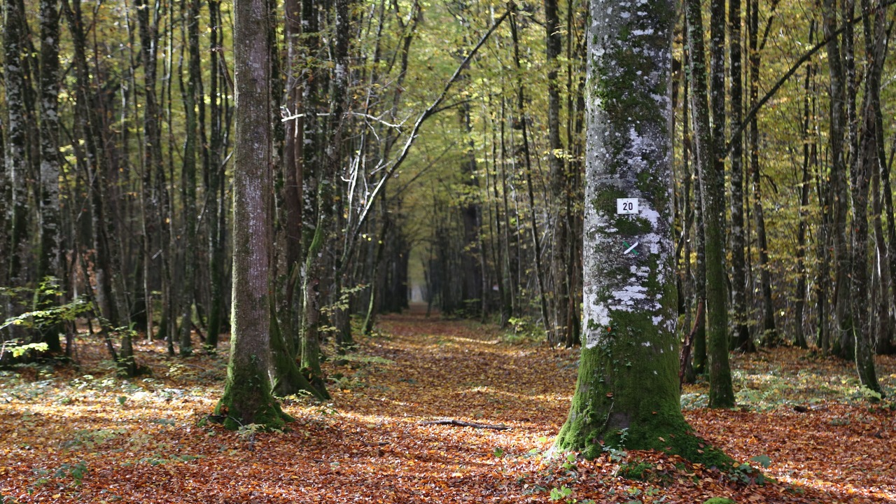 Photo of Outdoor in Vendeuvre-sur-Barse