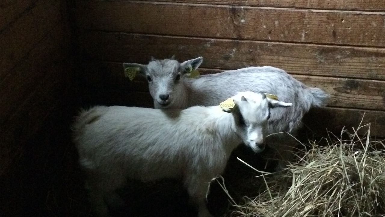 Photo of Others in Plouguenast