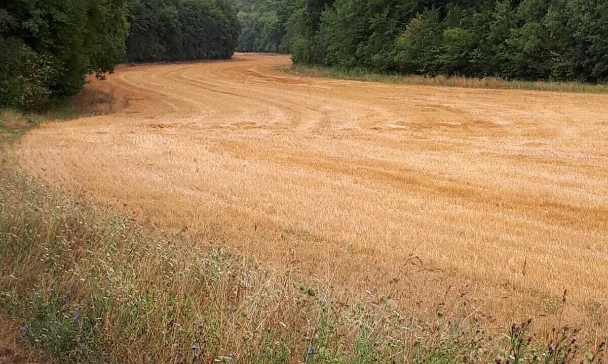 Photo of Outdoor in Lamorville