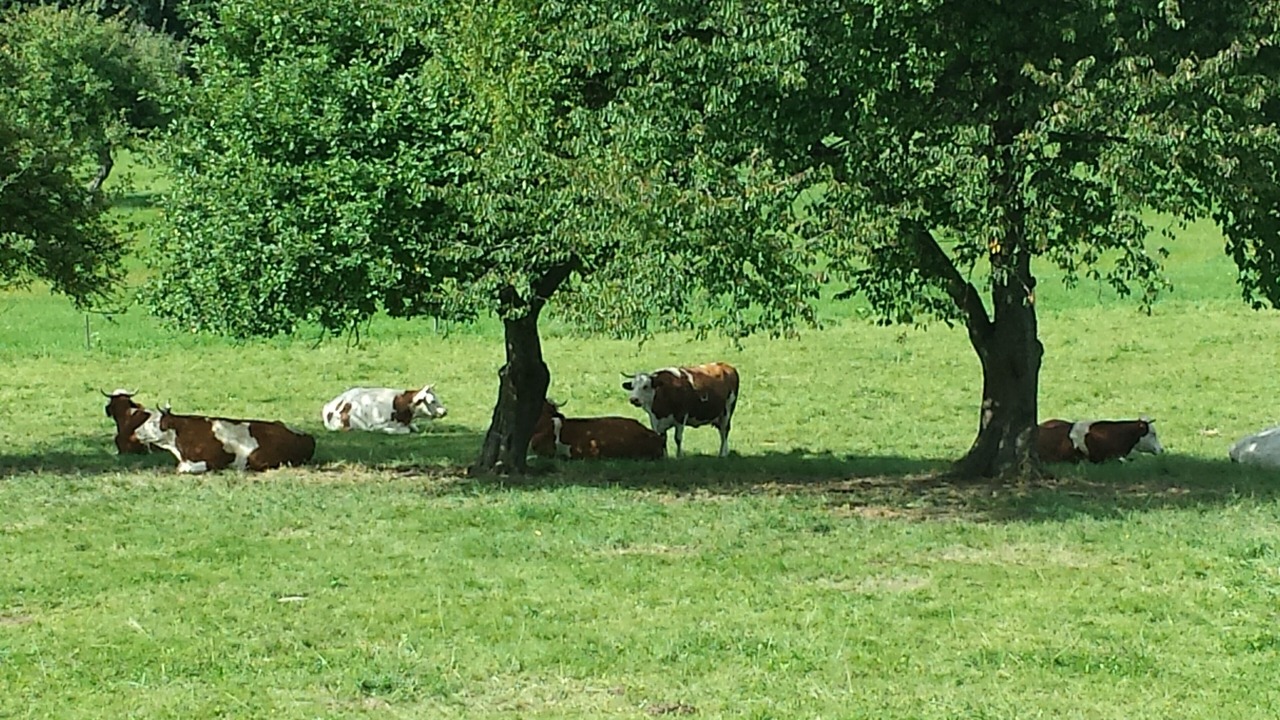 Photo of Outdoor in Liepvre