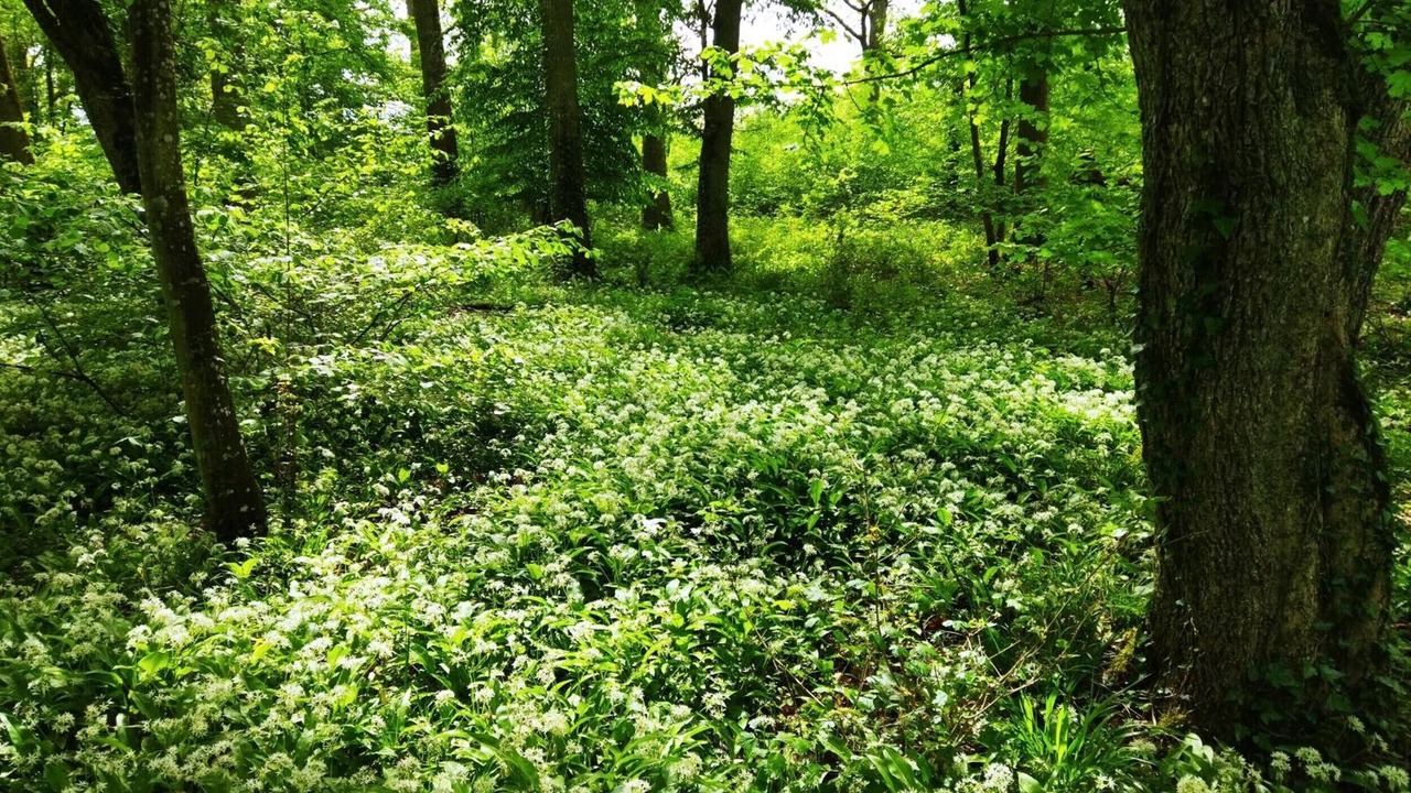 Photo of Outdoor in Chatillon-sur-Broue
