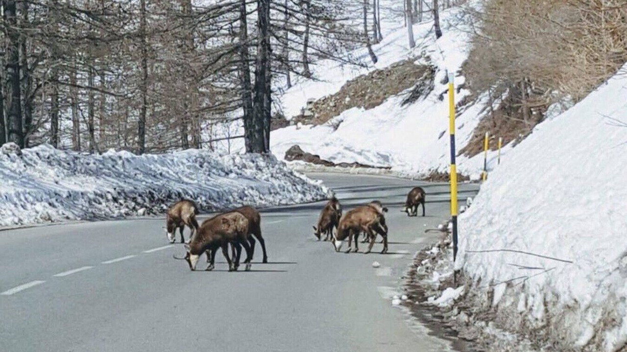 Photo of Others in Isola