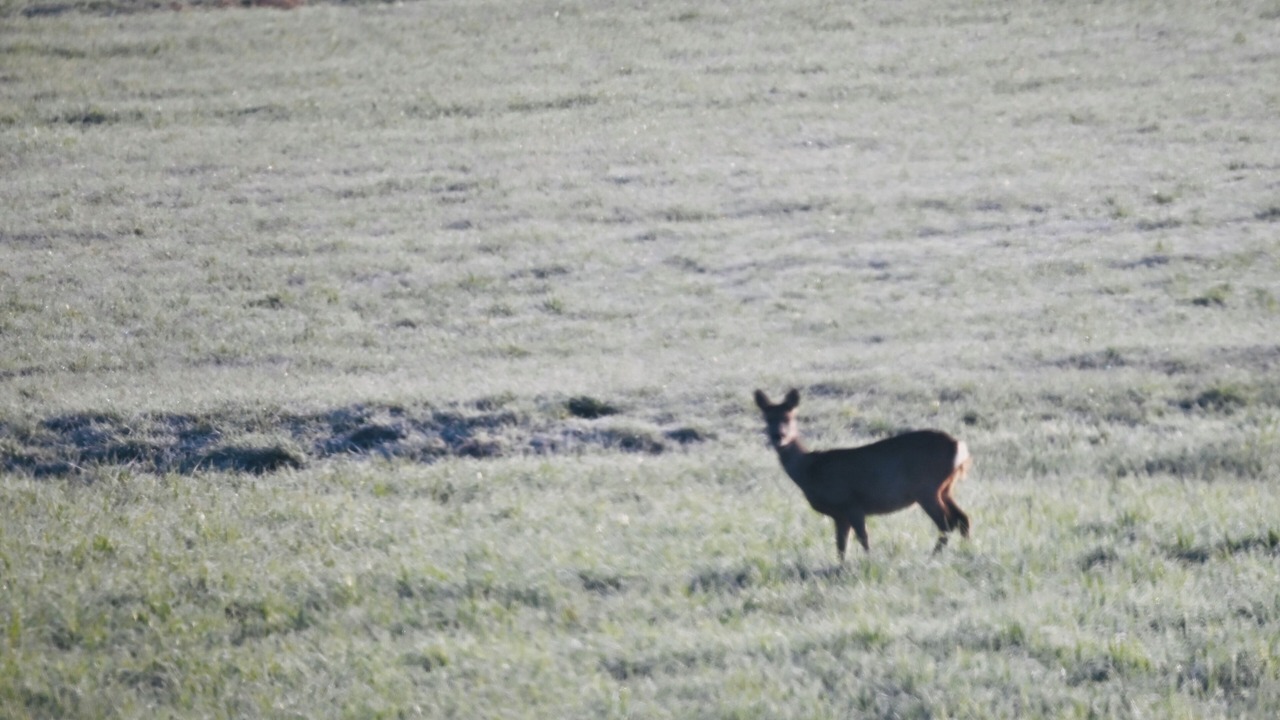 Photo of Others in Chatel-Chehery