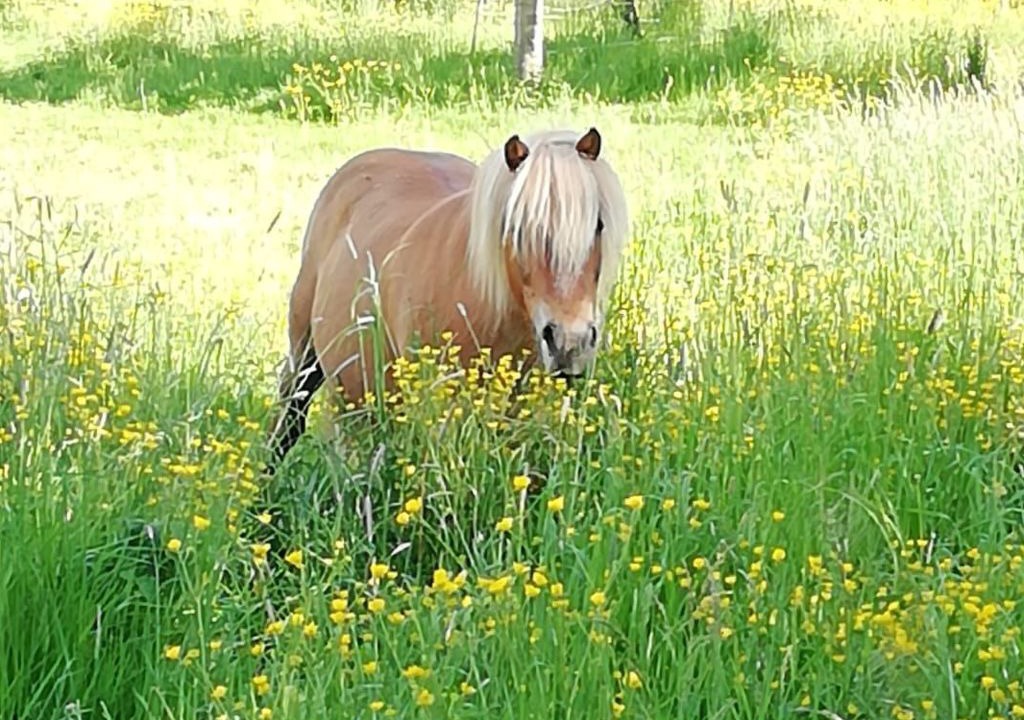 Photo of Others in Celles-en-Bassigny