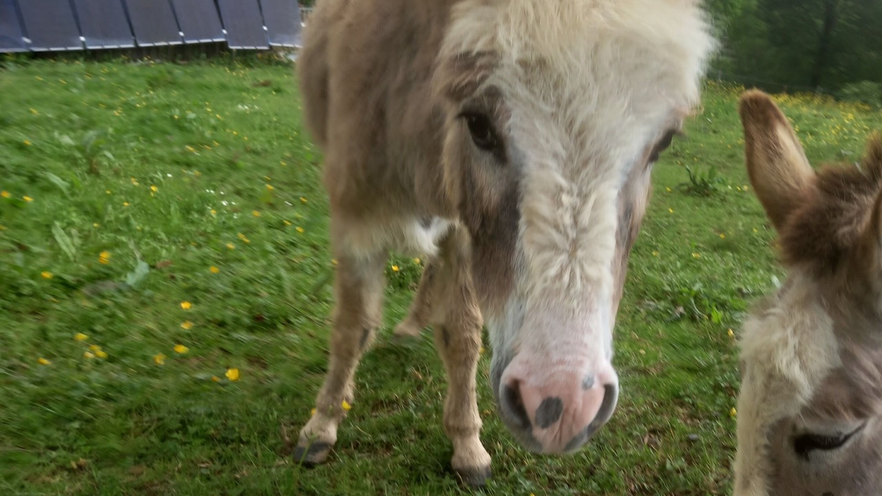 Photo of Others in Lasseube