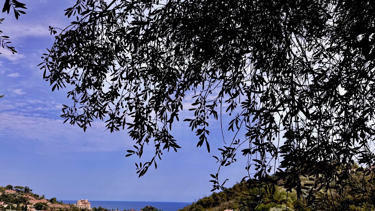 Photo of Others in Menton