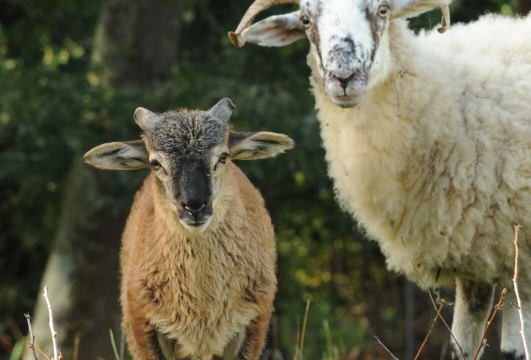 Photo of Others in Landorthe