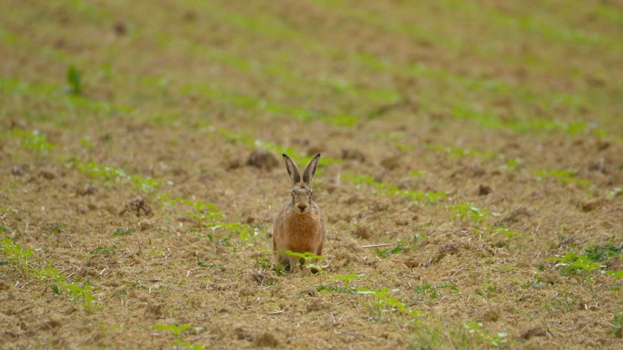 Photo of Others in Demu