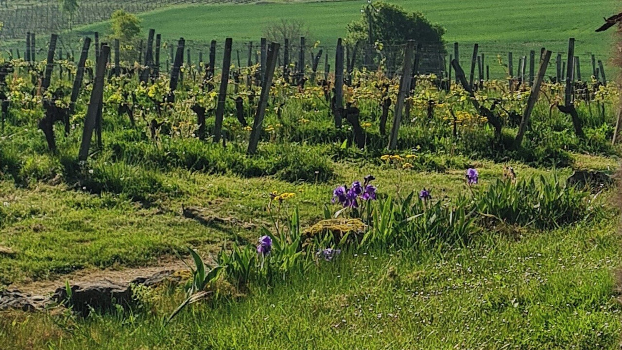 Photo of Outdoor in Maumusson-Laguian