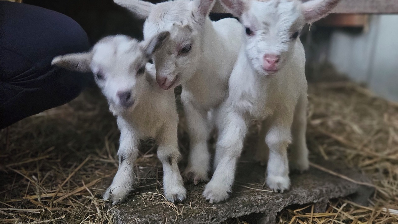 Photo of Others in Henansal
