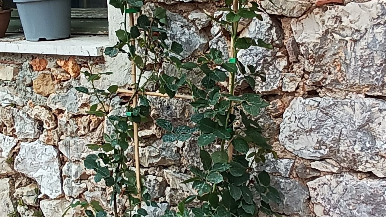 Photo of Outdoor in Ampus