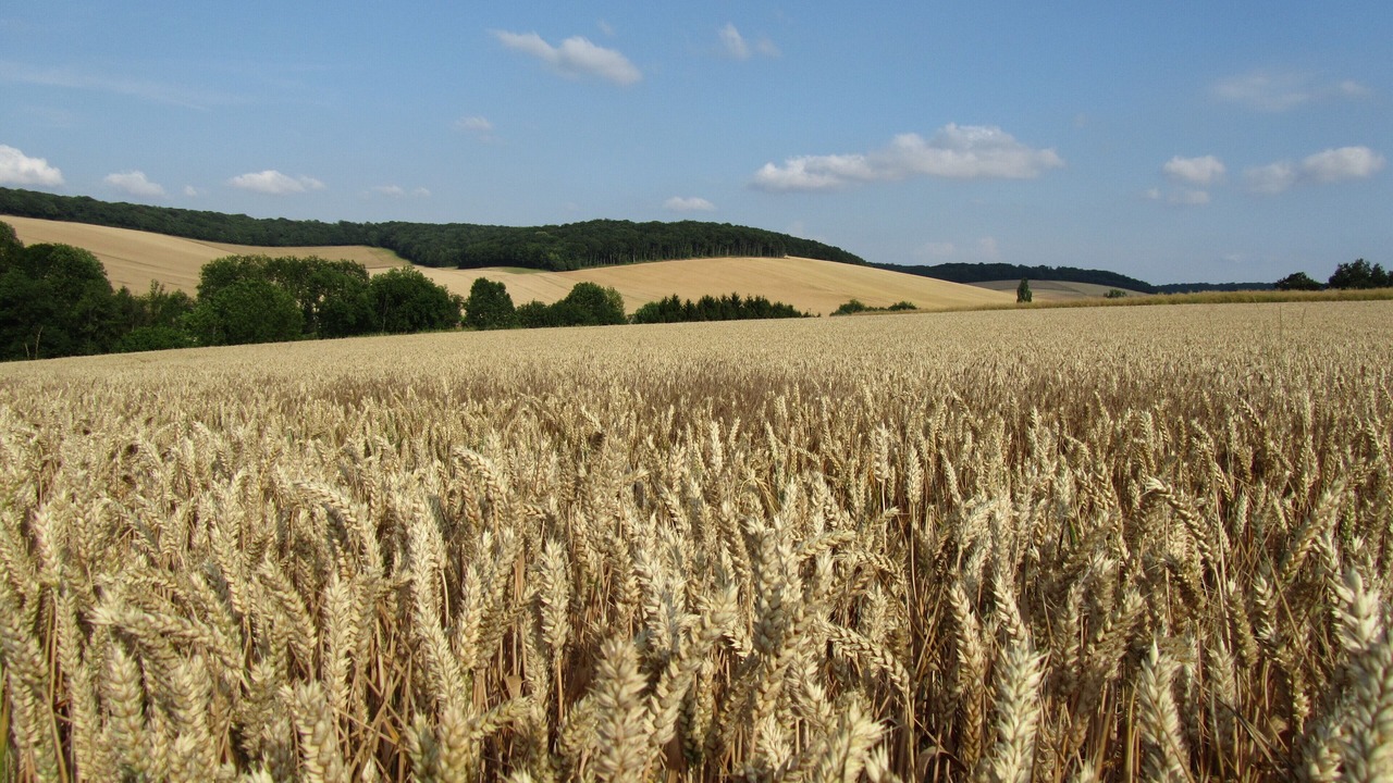 Photo of Others in Bercenay-en-Othe