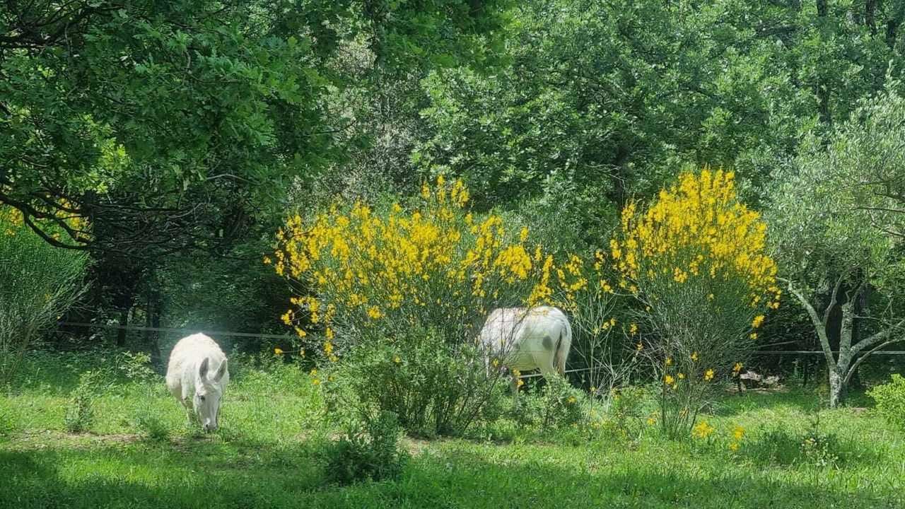 Photo of Outdoor in Bagnols-en-Foret
