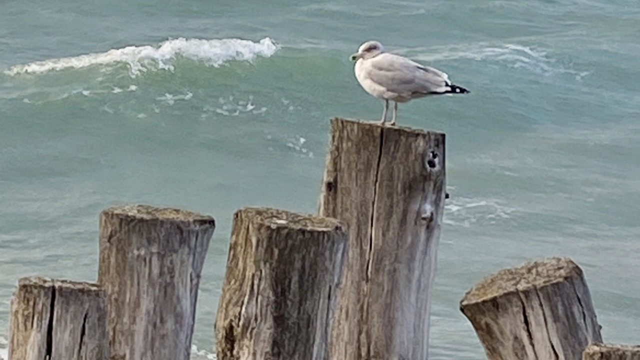 Photo of Others in Plouer-sur-Rance