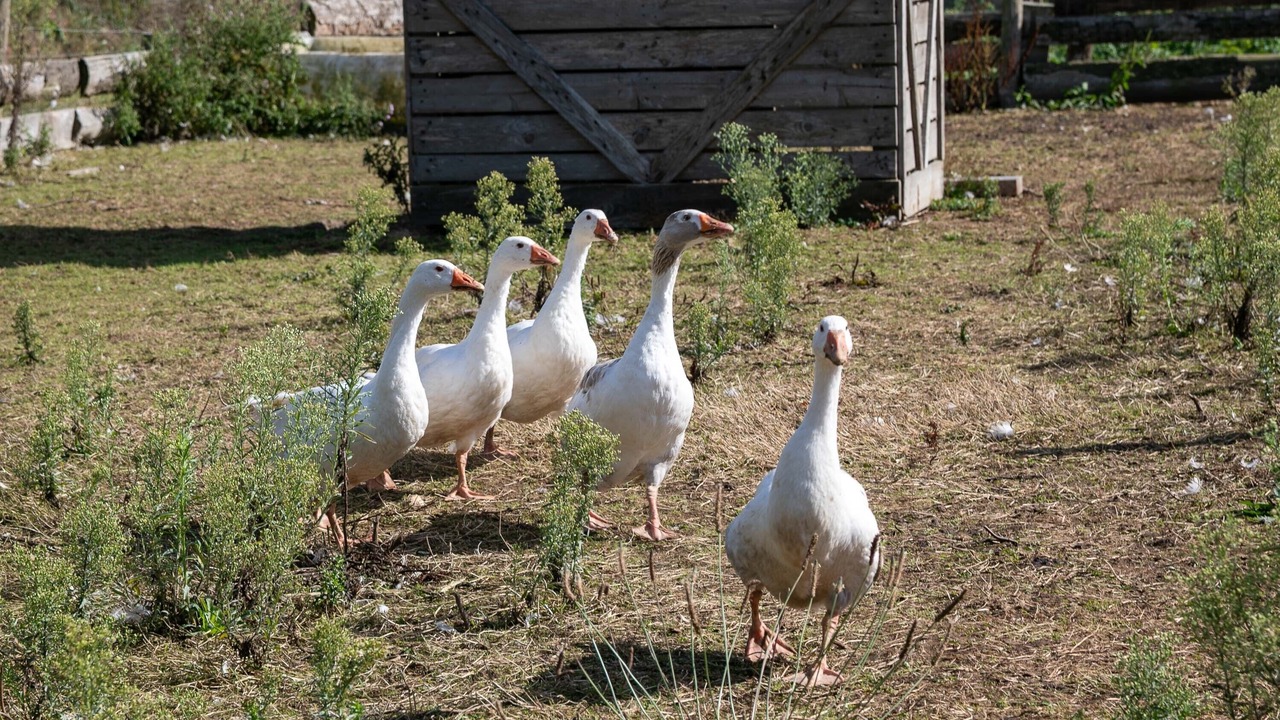 Photo of Others in Coatascorn