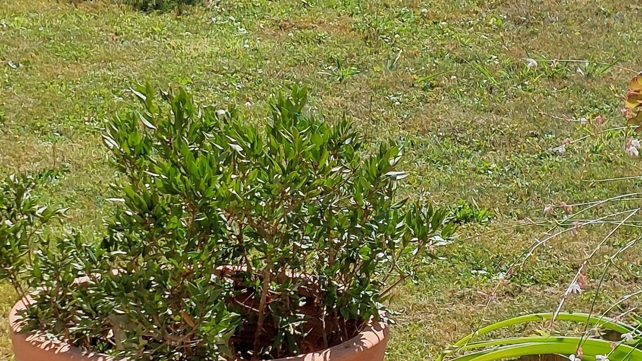 Photo of Outdoor in Lahourcade