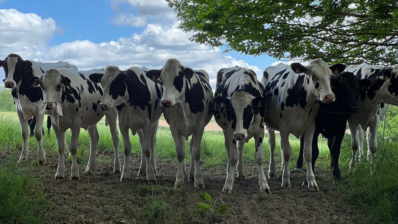 Photo of Others in Plouguenast