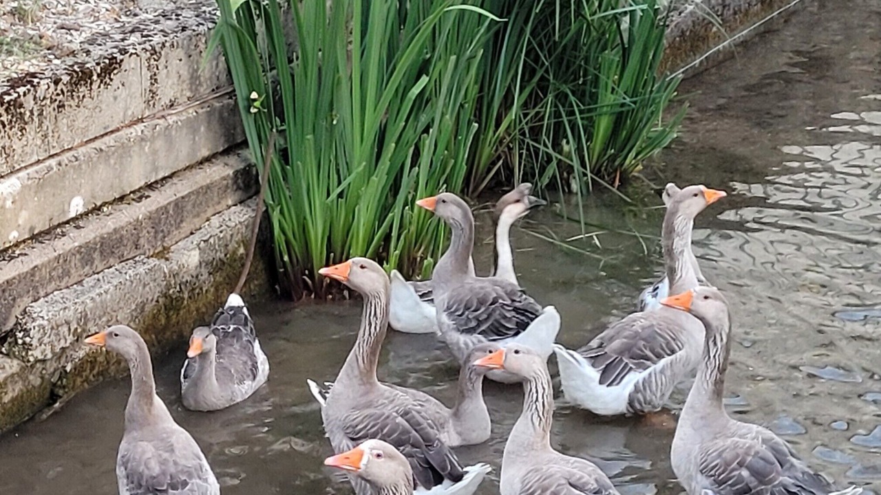 Photo of Others in Aix-Villemaur-Palis