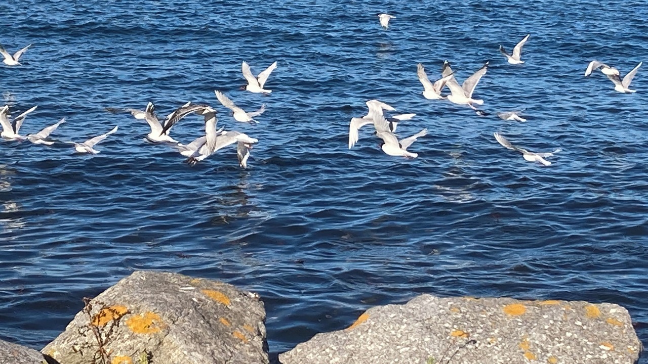 Photo of Others in Plouegat-Guerand