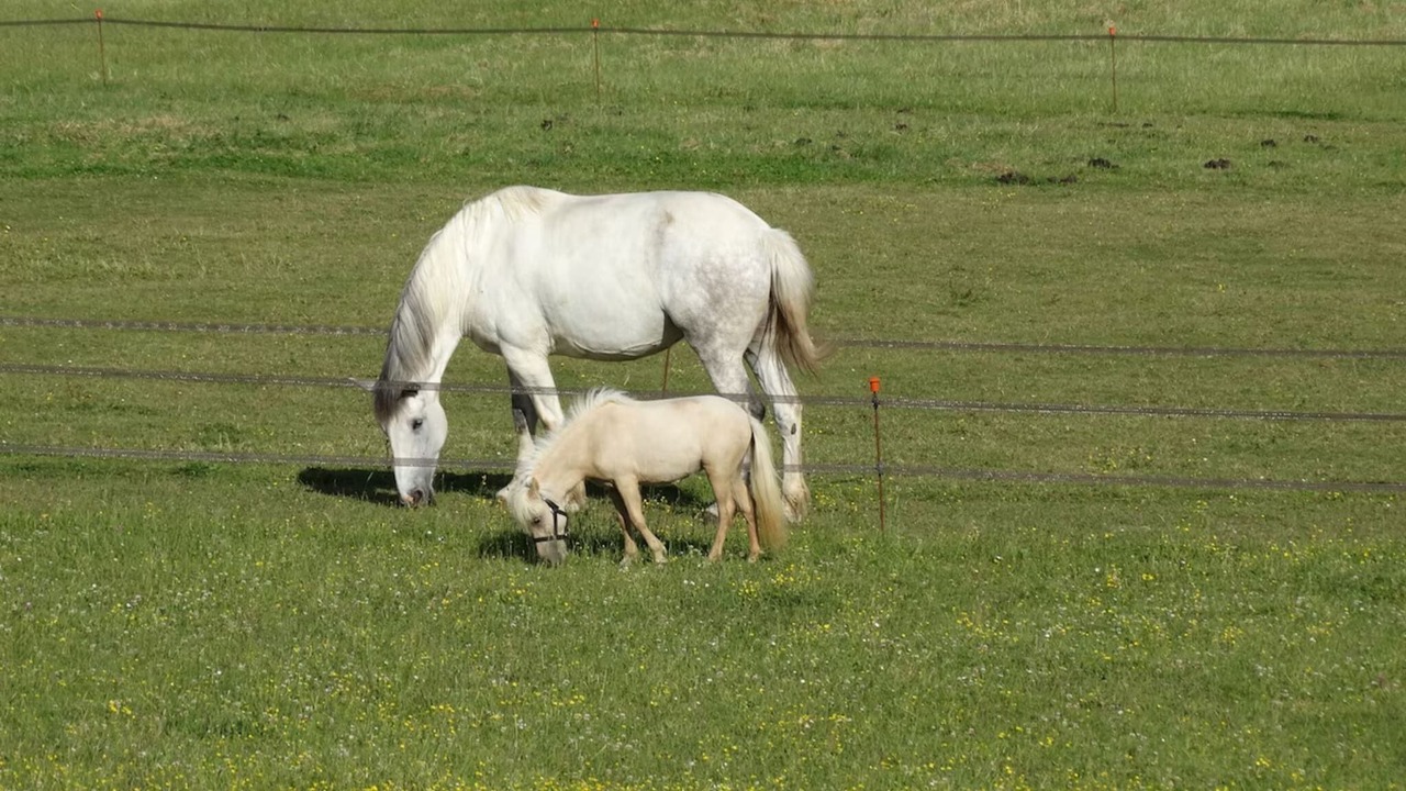 Photo of Others in Les Houches