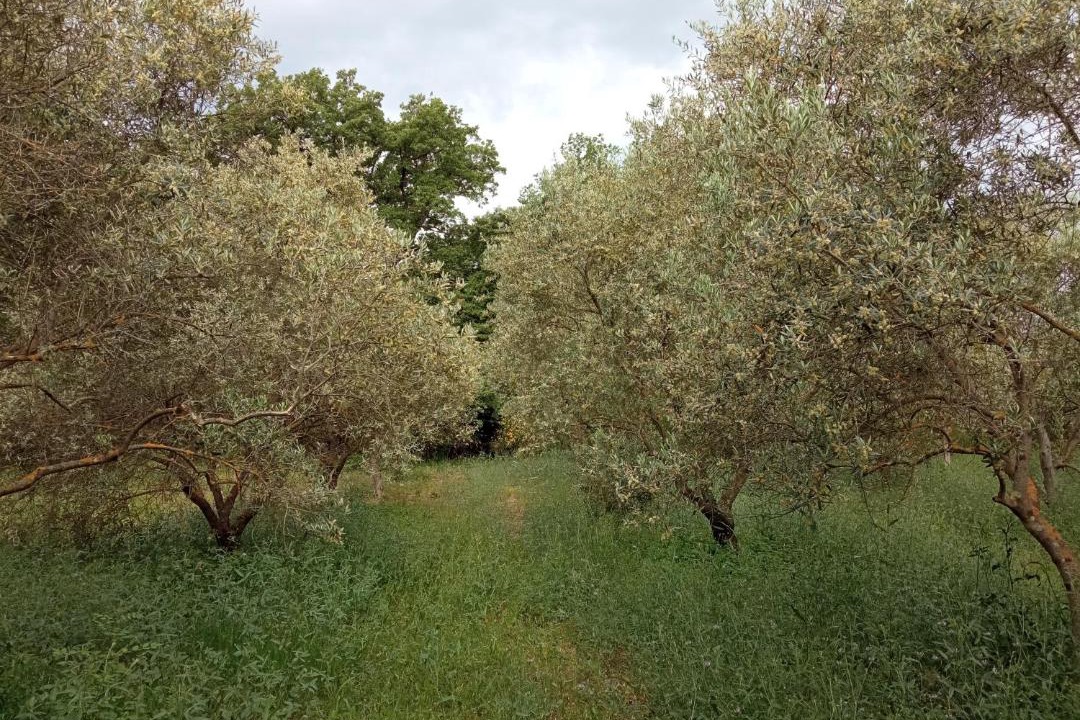 Photo of Others in Brignoles