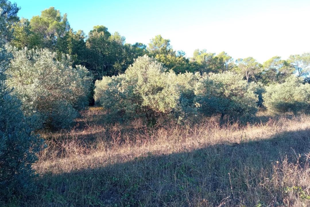 Photo of Others in Brignoles