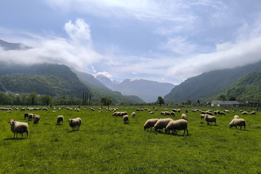 Photo of Others in Gere-Belesten