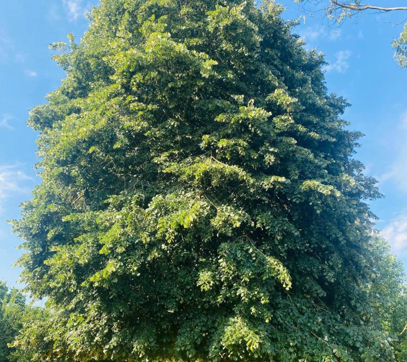 Photo of Outdoor in Cohiniac