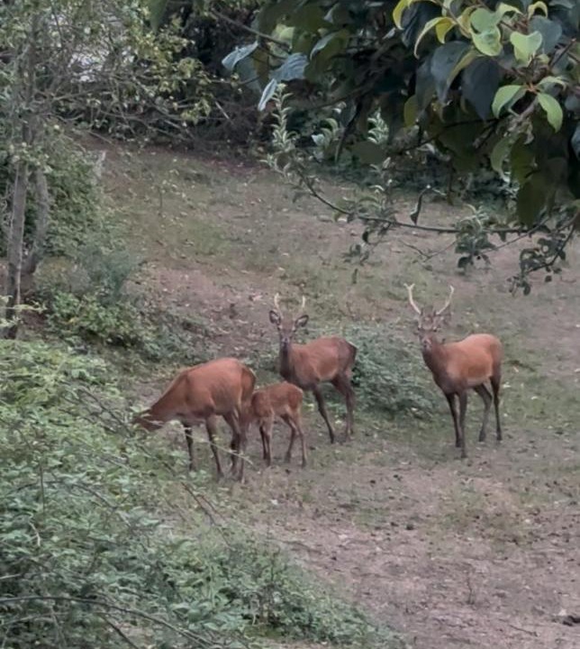Photo of Others in Luceram
