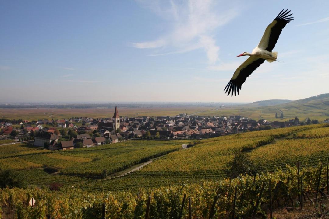 Photo of Others in Ammerschwihr