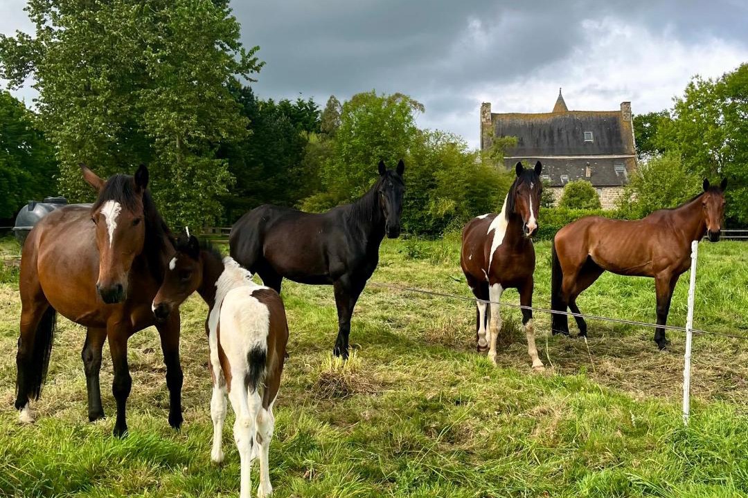 Photo of Others in Plouagat