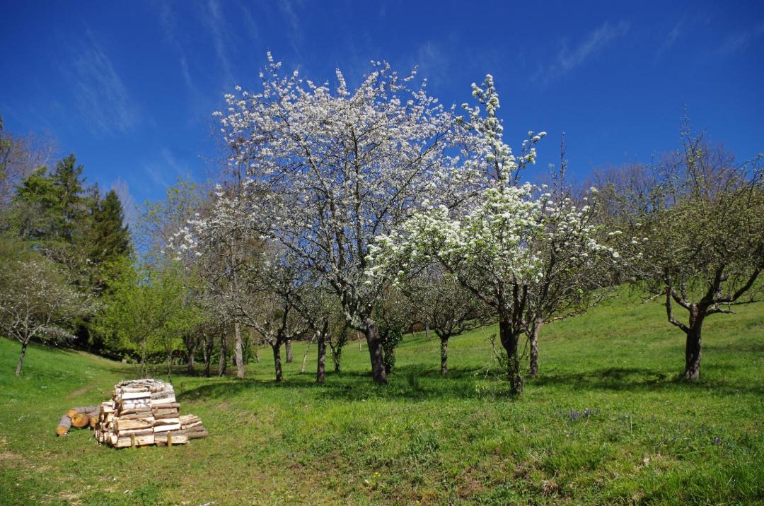 Photo of Others in Saint-Jean-dAigues-Vives