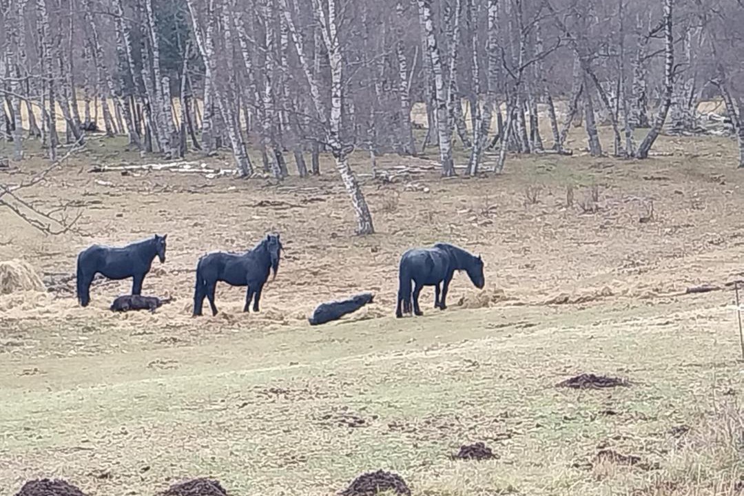 Photo of Others in Porte-Puymorens