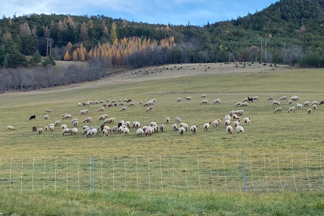 Photo of Others in Barcelonnette