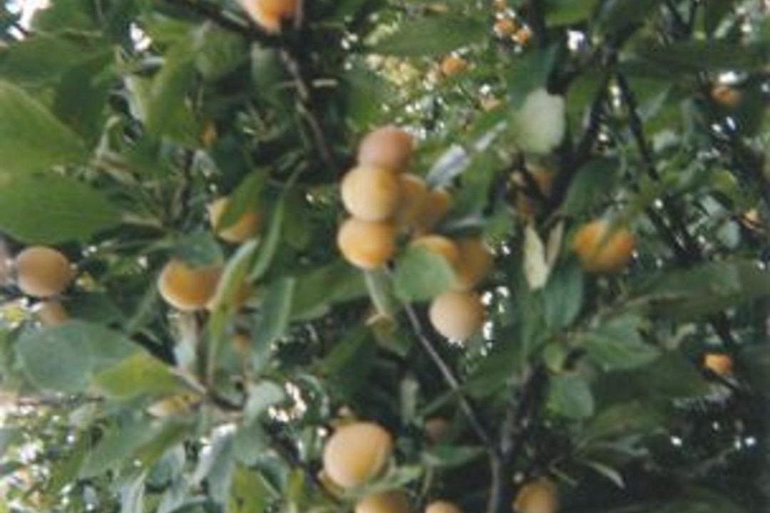 Photo of Others in Vadelaincourt