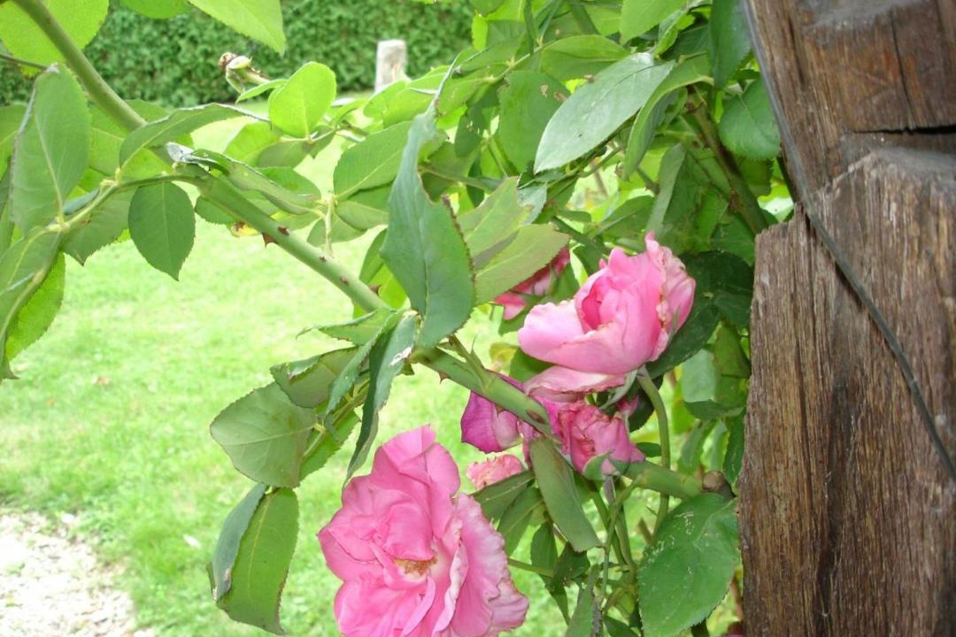 Photo of Others in Lusigny-sur-Barse