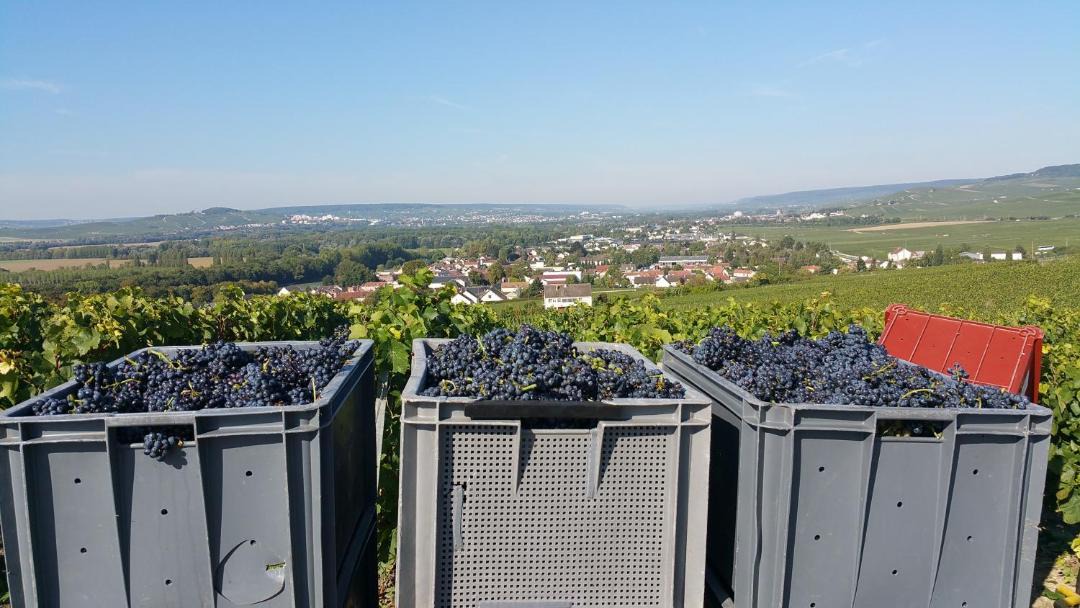 Photo of Others in Avenay-Val-d'Or