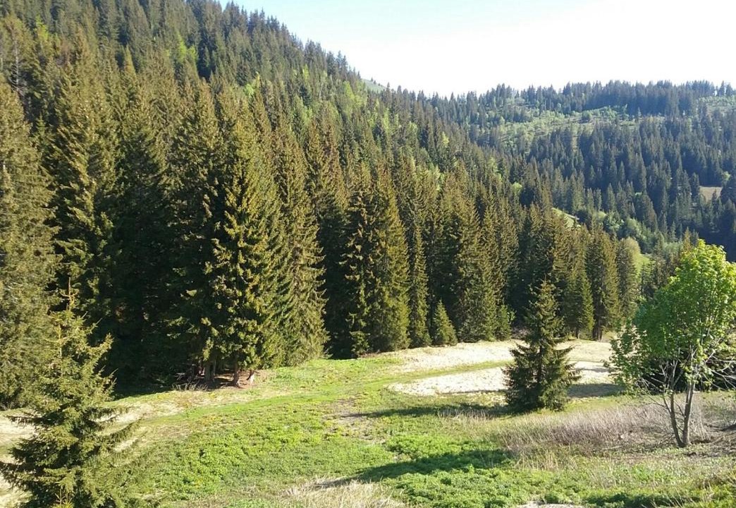 Photo of Others in Manigod